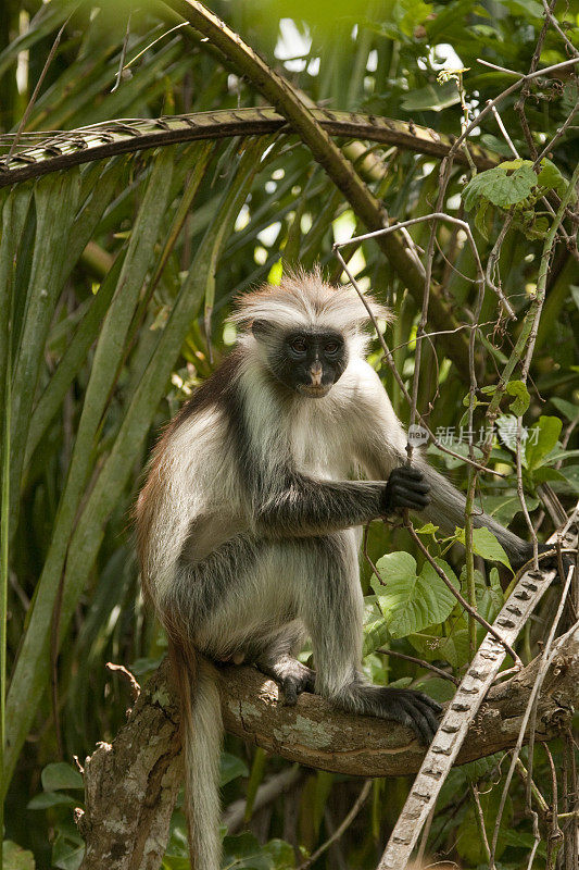 在坦桑尼亚桑给巴尔的Jozani森林保护区，Kirk的红疣猴(Procolobus kirkii)正在撒尿